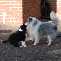 8 weeks old and meeting Biscuit for the first time